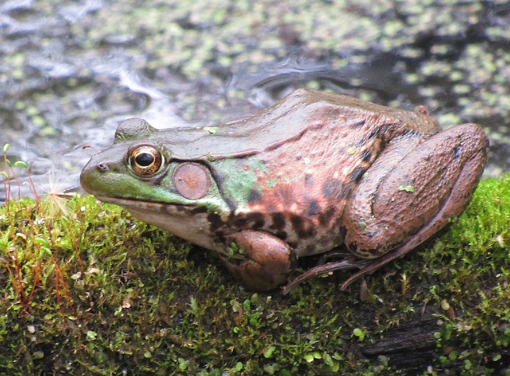 Green Frog